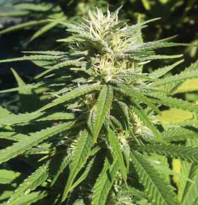 Rambo > T.H. Seeds | Semillas Regulares  |  Sativa